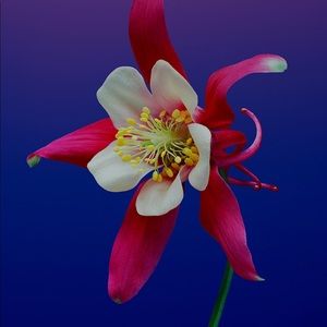 Meet your Posher, Rashada